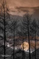 02k fotoart foto fotografie kunst composing bildbearbeitung blumen landschaft tiere portrait stil weithaler norbert